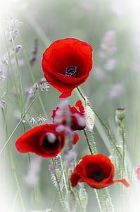 selective focus photography of red poppy flowers thumbnail