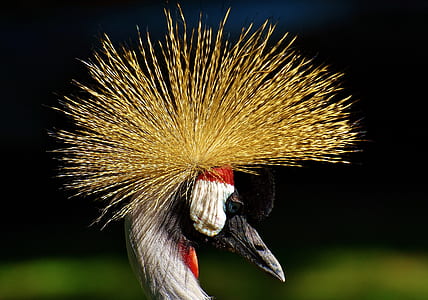 white, red, yellow, and black bird thumbnail