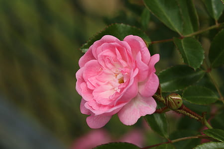 macro photography of pink rose flower thumbnail