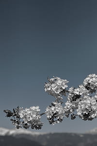 selective focus photography of clustered white flowers thumbnail