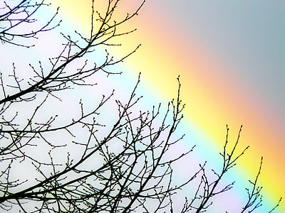 silhouette photography bare tree under rainbow thumbnail