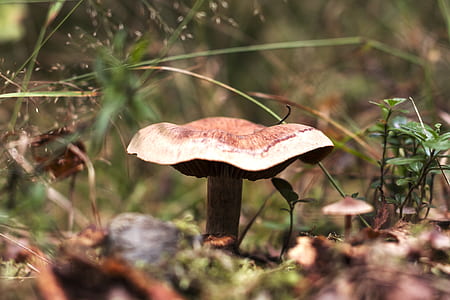 selective focus photography of brown mushroom thumbnail
