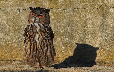 brown and white owl thumbnail