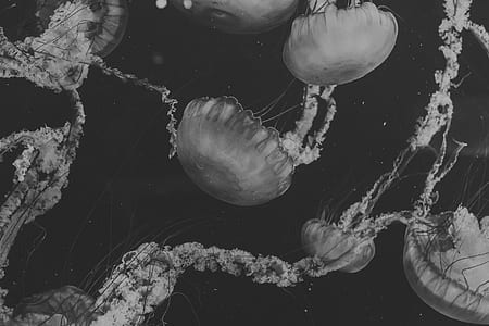 grayscale photo of group of jelly fish thumbnail