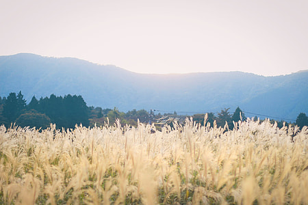 green fields with mountain at distance thumbnail