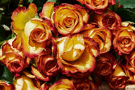 orange roses thumbnail