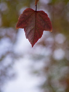 red leaf on the tree thumbnail
