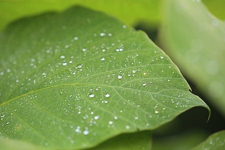 selective focus photography of water bubble on top of green leaf thumbnail