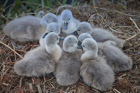 group of duckling gathering on dried grass thumbnail