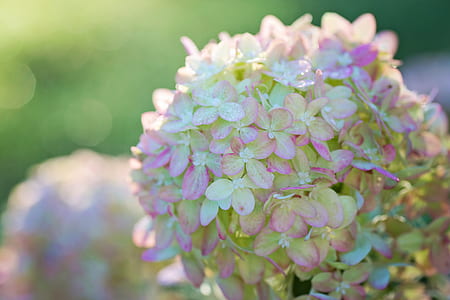 focused photo of pink and green petal flower thumbnail