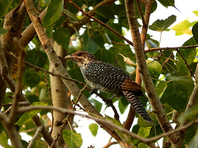 black and brown bird on top of tree branch during daytime thumbnail