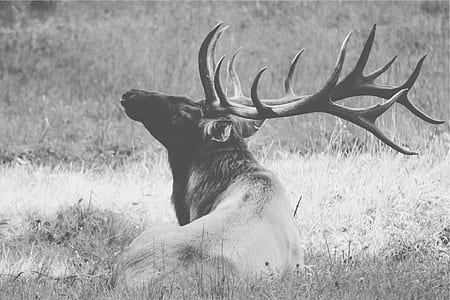 moose lying on grass thumbnail