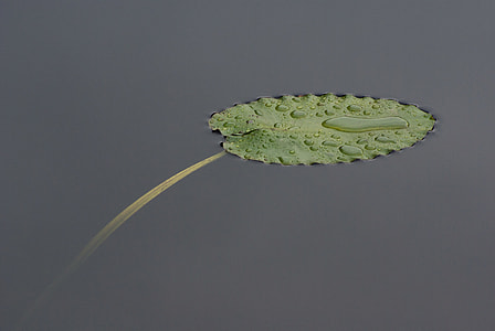 lily pad with dew drops thumbnail