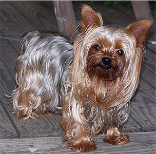 blue and gold Yorkshire terrier puppy thumbnail