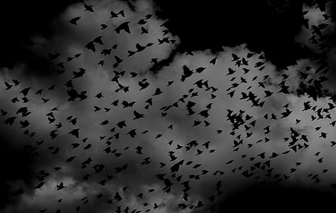 silhouette of flock of birds thumbnail