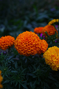 Flowers, African Sales And Gold thumbnail