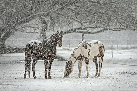 landscape photography of black and brown and white horses during winter thumbnail