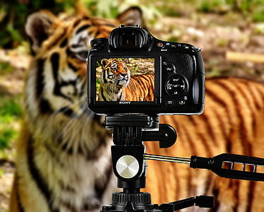 black Sony DSLR camera thumbnail