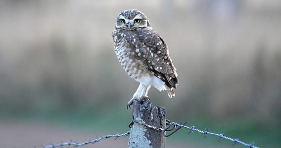 shallow focus photography of grey owl thumbnail