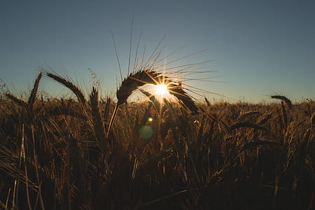 Wheat Field thumbnail