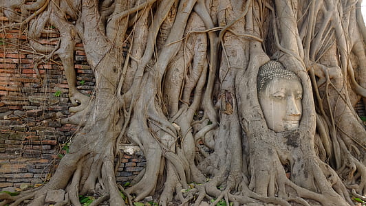 Buddha root decor thumbnail