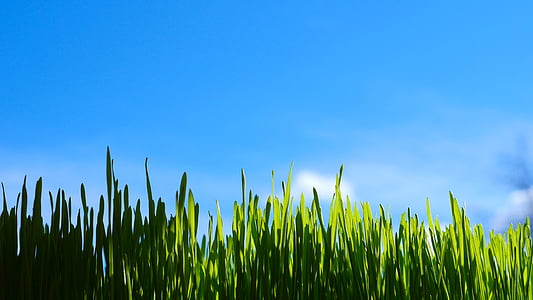 green grass field digital wallpaper thumbnail