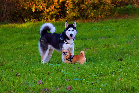 black and white Siberian Husky on grass thumbnail