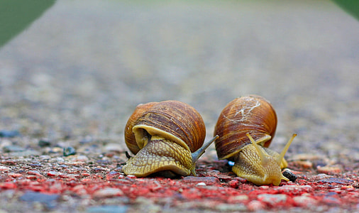 two brown snails on road thumbnail