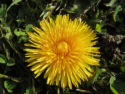 Taraxacum Sect Ruderalia, Dandelion thumbnail