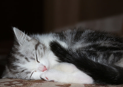 white and black cat thumbnail