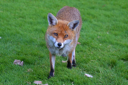 Fox on green lawn thumbnail