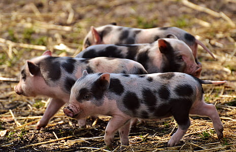 four black-and-pink piglets thumbnail