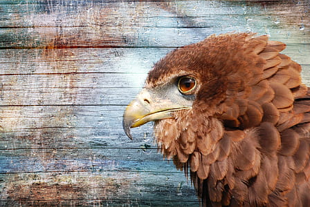 brown hawk head thumbnail