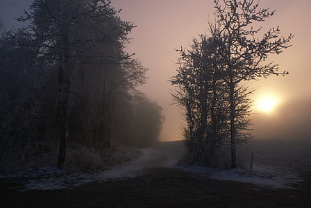 silhouette photography of road between tall trees thumbnail