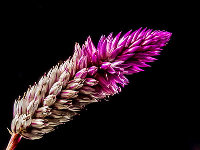 Purple White Flower thumbnail