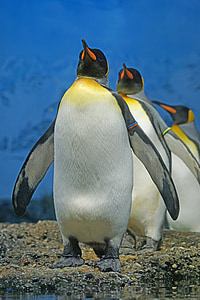 white and black penguins thumbnail