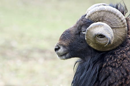 selective focus photography of brown ram thumbnail