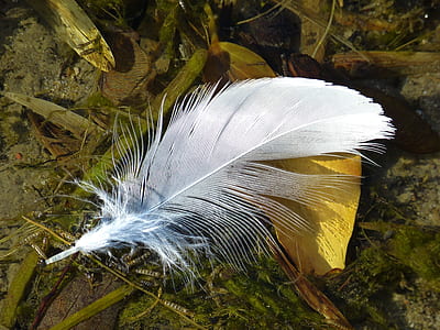 close-up photography of white feather on grass field thumbnail