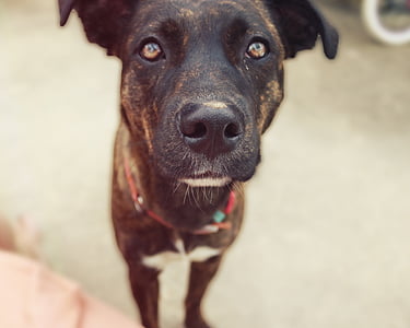 closeup photo of black brindle dog thumbnail