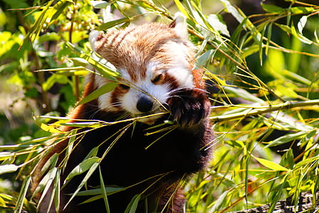 red panda eating plant stem thumbnail