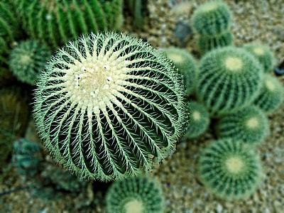 close-up photography of green cactus thumbnail