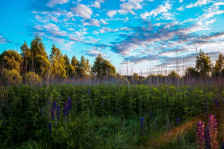 Tall Trees and Grasses thumbnail