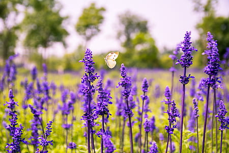 closeup photography of purple petaled flowers thumbnail