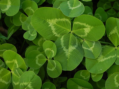 green plant thumbnail