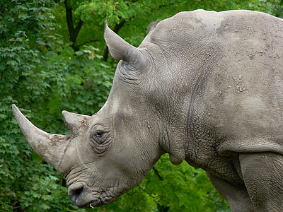 adult rhinoceros near green wall thumbnail