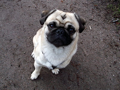 adult fawn pug thumbnail