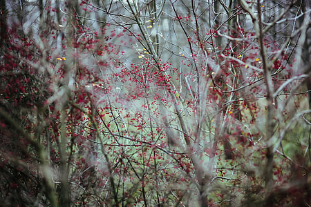 A walk in an autumn forest thumbnail