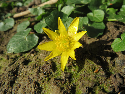 Ficaria Verna, Lesser Celandine thumbnail