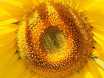 closeup photography of sunflower thumbnail