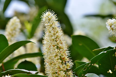 close up photo of flower in bloom thumbnail